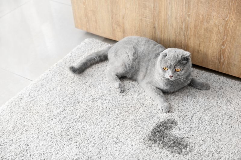 Pet Stain Treating